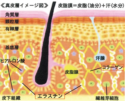 真皮層イメージ図